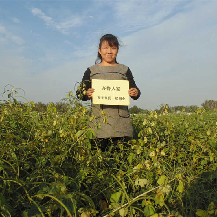 自种决明子生决明子枕头种子 草决明非决明子茶 熟决明炒制决明子 - 图0