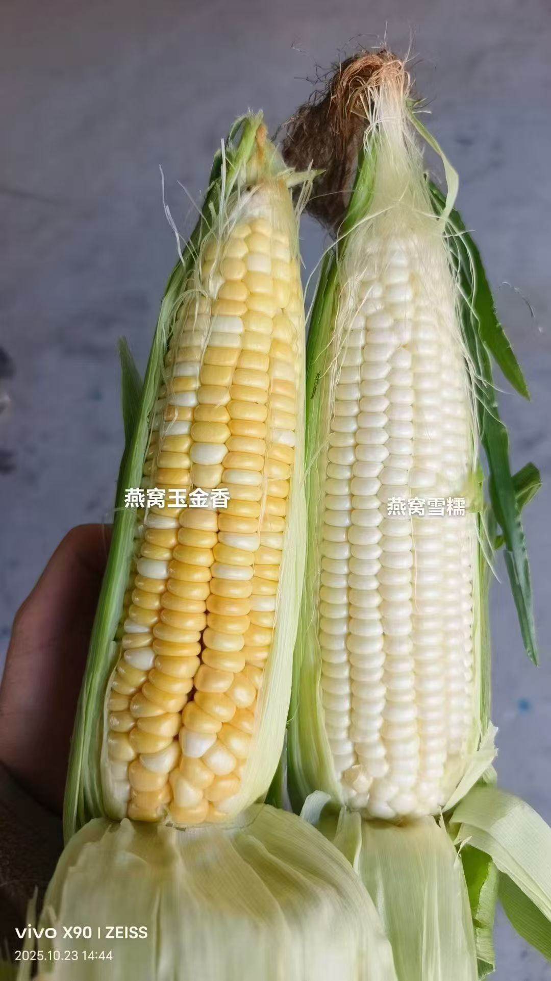 燕窝玉金香燕窝雪糯玉米全新第三代超甜水果爆浆玉好吃籽粒金黄色,淘宝优惠券,粉丝福利购,淘宝优惠卷