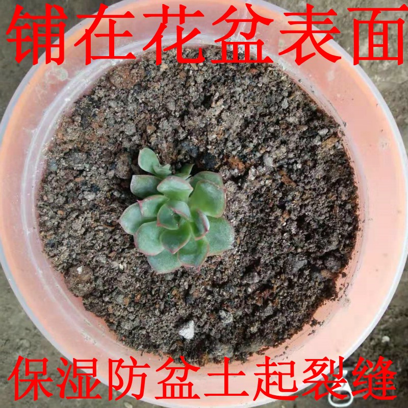 多肉纯砂粒专用全颗粒土透气铺面垫底营养土经济装拌土种植通用型 - 图2