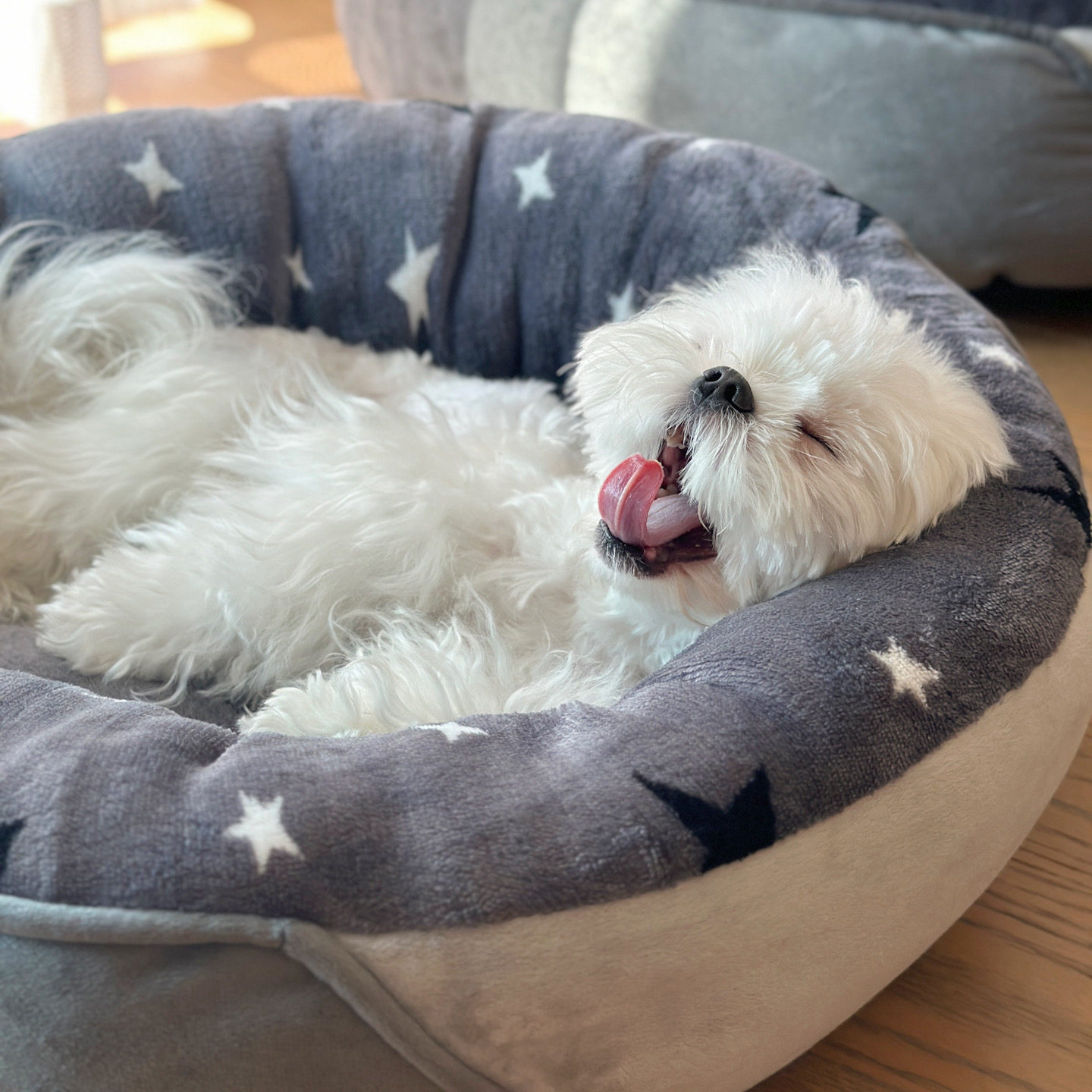 圆形冬季加厚狗窝猫窝加绒耐脏厚实宠物沙发狗垫子软窝狗床保暖,淘宝优惠券,粉丝福利购,淘宝优惠卷