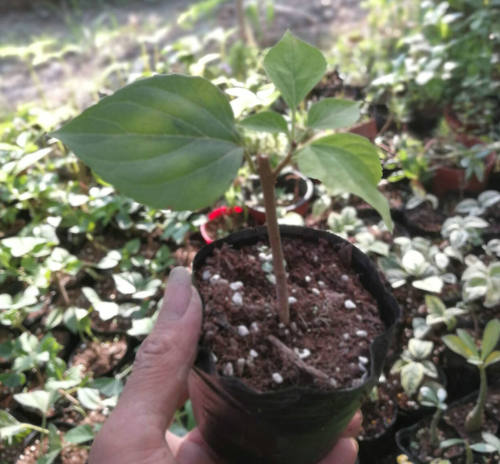 木本花卉，香花龙吐珠花海州常山，香花型，花和果实都可观赏 - 图0