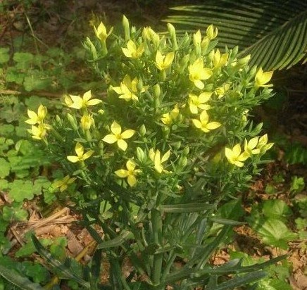 观花景天科多肉植物裂叶鹿角长寿花盆栽趣味窗台阳台-图0