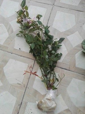 庭院阳台盆栽花卉中国古老月季月月粉粉红月季花半藤本月季多年生,淘宝优惠券,粉丝福利购,淘宝优惠卷