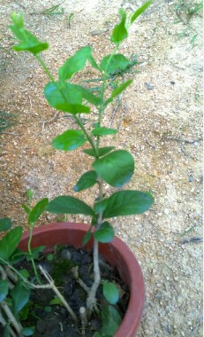 盆栽香花卉圆叶大花越南虎头茉莉花又叫圆叶宝珠茉莉花大花瓣多-图1