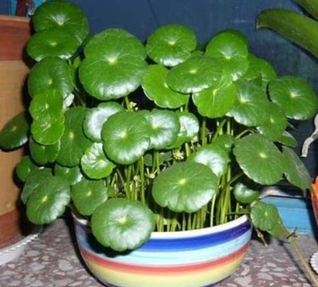 观叶植物 铜钱草蘑菇草 水养或种土 粗生管理  团团圆圆 好运连连 - 图2