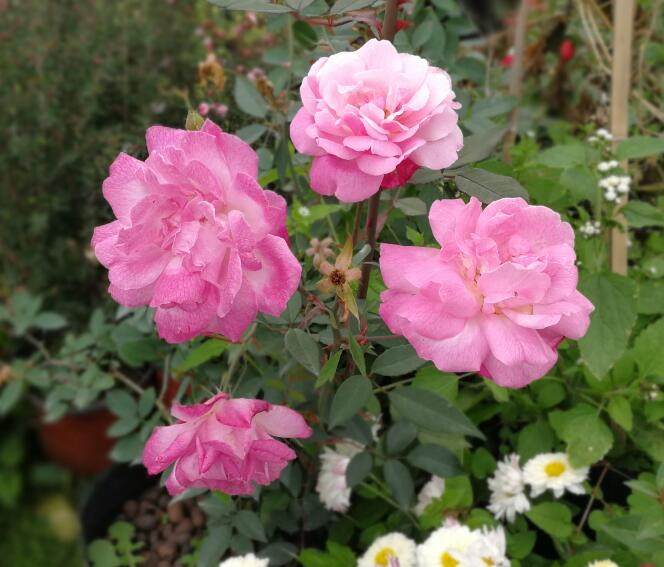 庭院阳台盆栽花卉中国古老月季月月粉粉红月季花半藤本月季多年生,淘宝优惠券,粉丝福利购,淘宝优惠卷