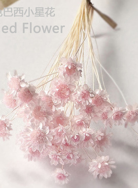 进口巴西小星花干花包大花小雏菊