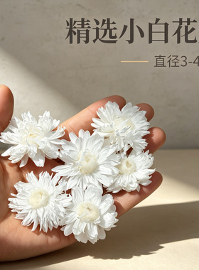 白色麦杆菊雏菊小号花头干花包