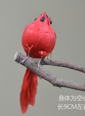 逼真拍摄道具仿真罗宾鸟亚马逊款