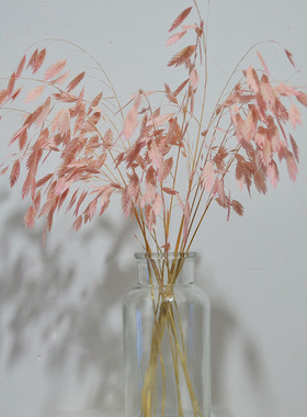 小盼草永生花短枝飘逸插花耐久放