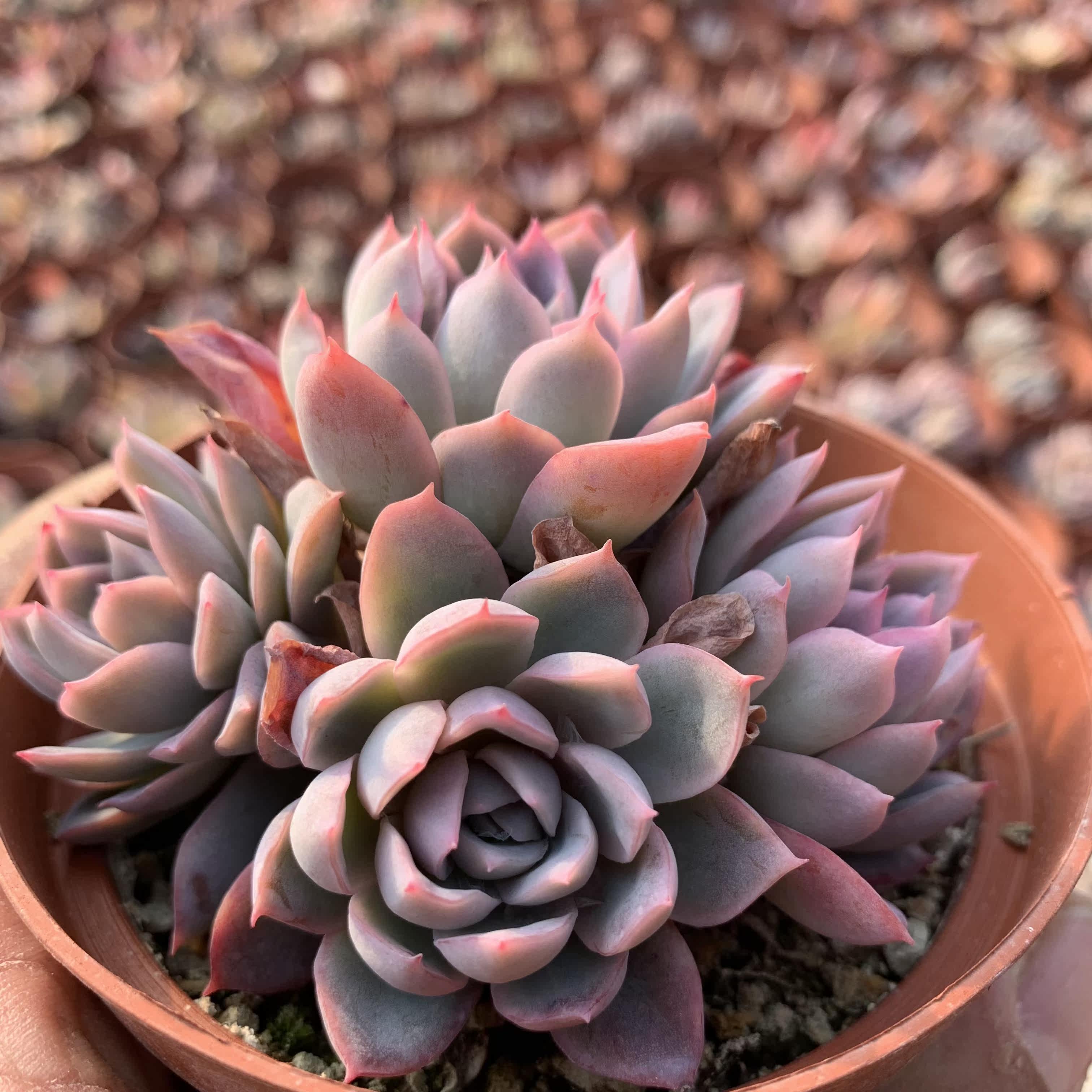 紫罗兰女王多肉植物老桩多肉室内肉肉状态肉肉精品控养包邮肉嘟嘟