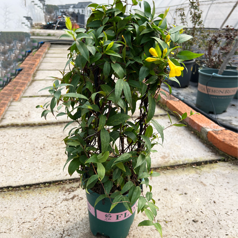 法国香水黄茉莉双色茉莉花苗浓香庭院爬藤植物长青绿植花卉盆栽-图1