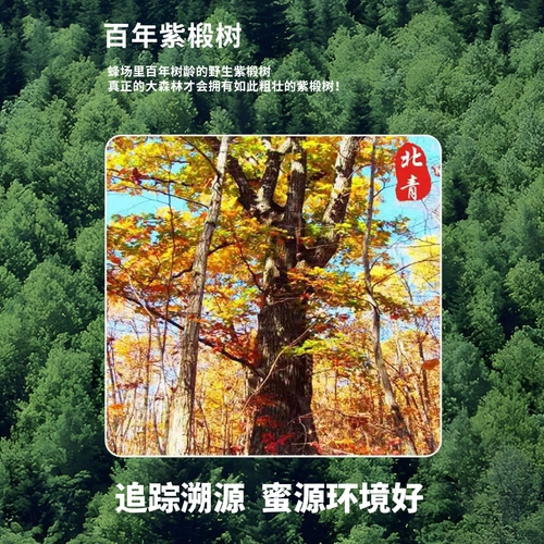 Северо -восток Столетний лес лес