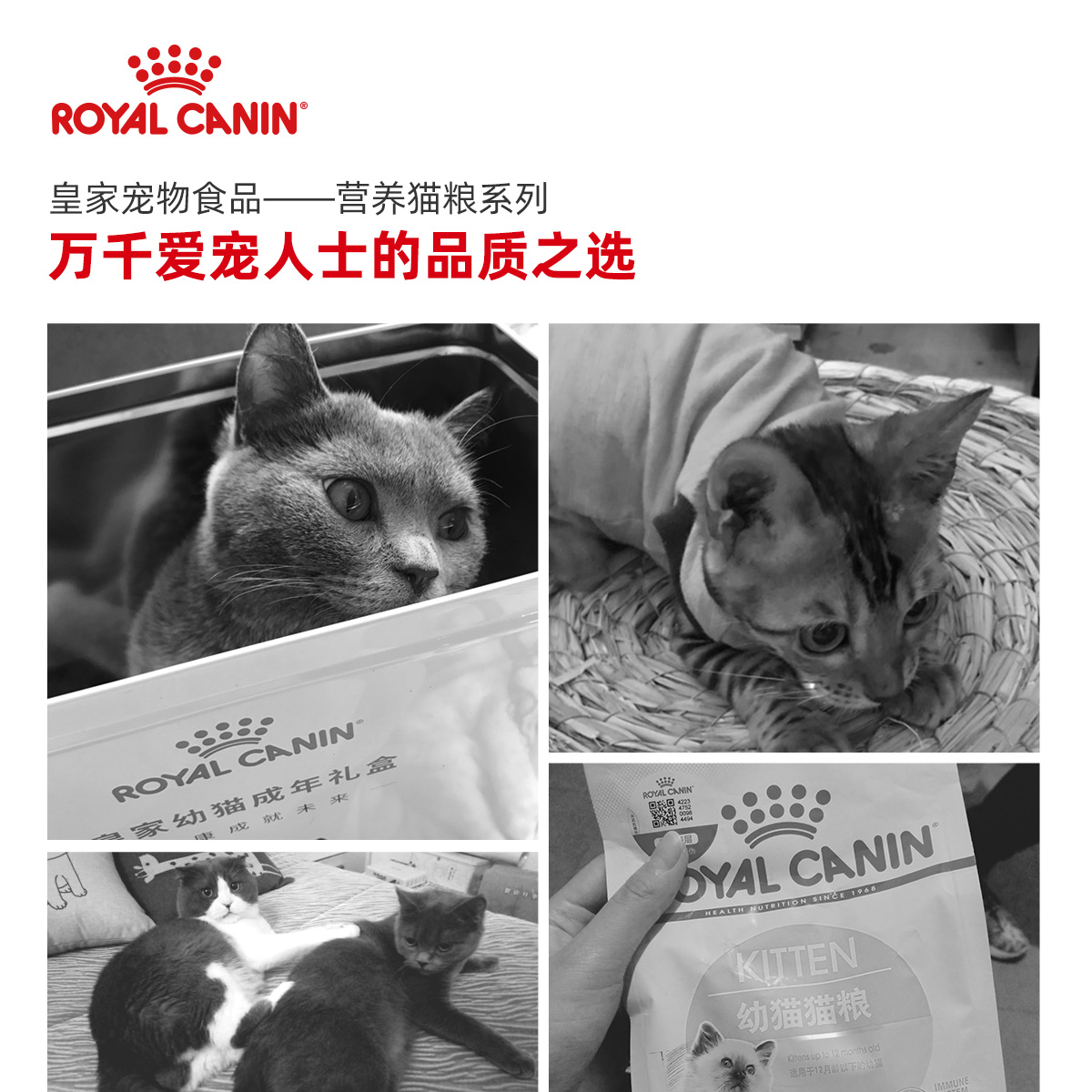 腐败猫皇家猫粮k36幼猫猫粮12月龄以下英短蓝猫美短宠物奶糕2kg - 图2