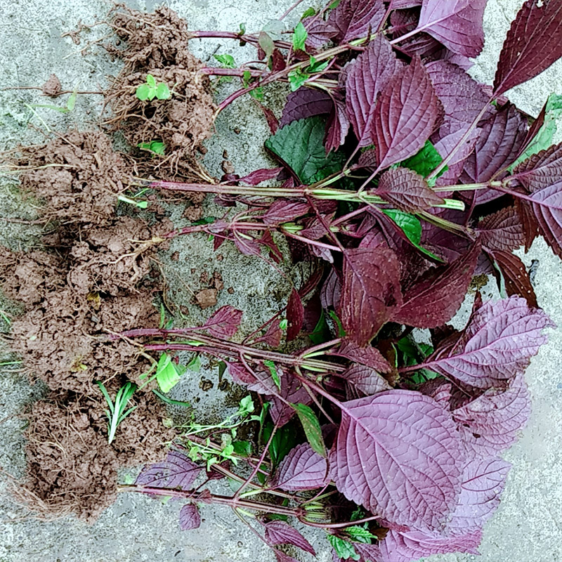 紫苏种子可食用子秧苗双面紫苏种紫苏籽蔬菜籽阳台种菜苏麻野菜籽 - 图3