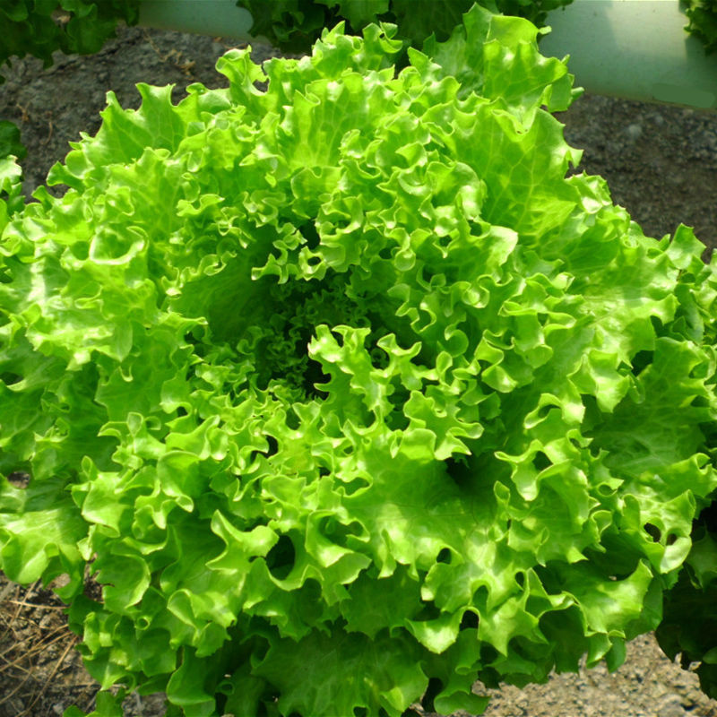 奶油蔬菜紫生菜紫包菜种籽美国大速生菜种子阳台庭院均可播种四季-图3