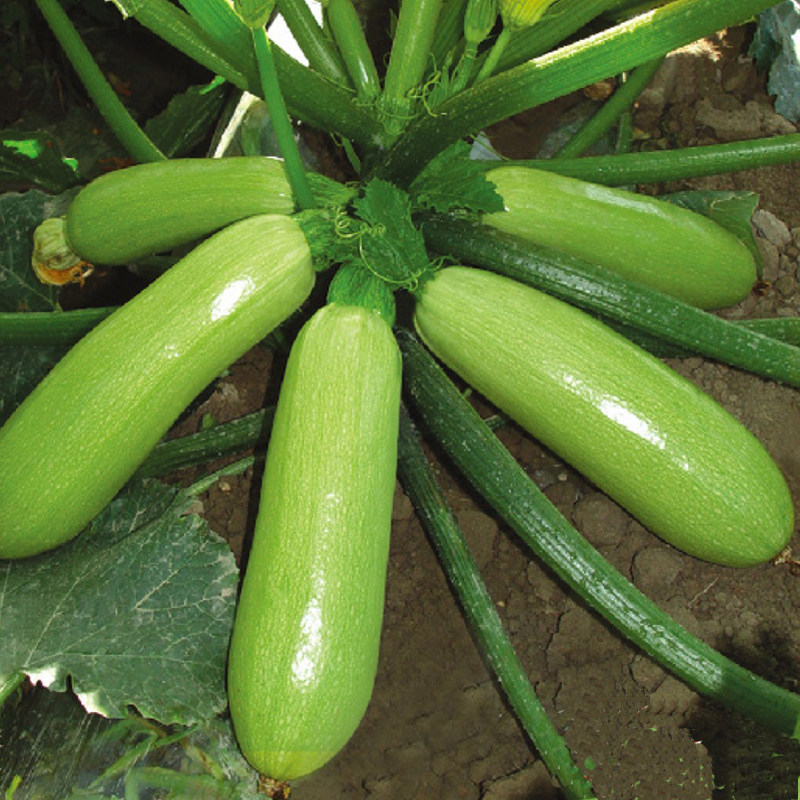 西葫芦种子占瓜花草瓜水果蔬菜籽阳台种菜高产抗病蔬菜种子_虎窝淘