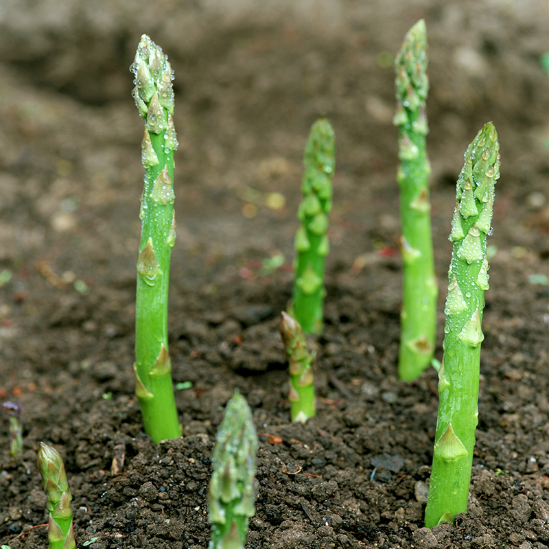 芦笋种子秋季蔬菜种子家庭种植阳台庭院盆栽阳台四季高端保健种菜 - 图2