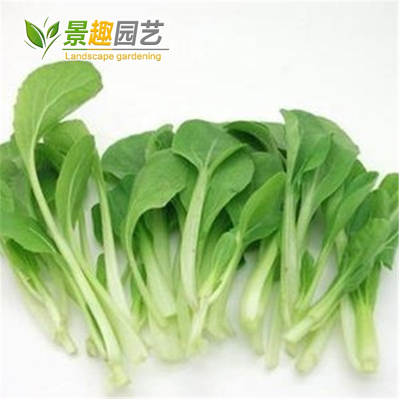 速生鸡毛菜种子小油菜小白菜生长快易种植盆栽阳台庭院耐热抗寒 - 图1