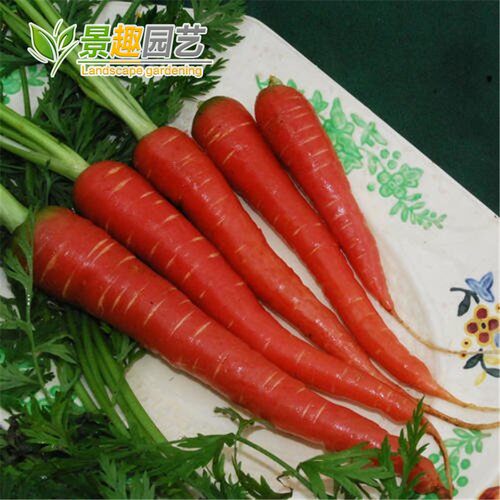 七寸参红胡萝卜种子秋播阳台易种室内庭院盆栽  蔬菜原厂包装菜籽 - 图0