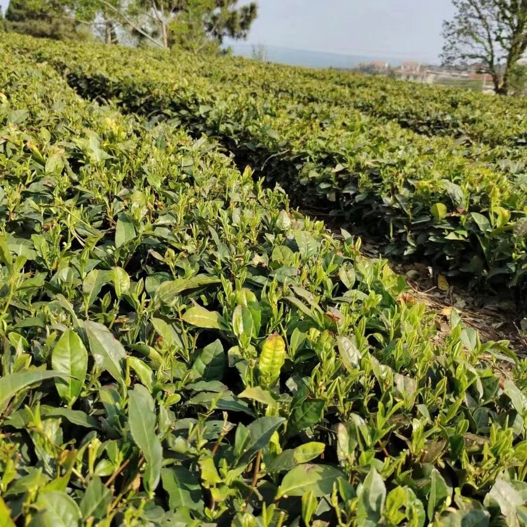 崂山绿茶 崂山下产区 70g 扁茶 豆香浓郁 芽叶间采 醇和豆香 - 图2