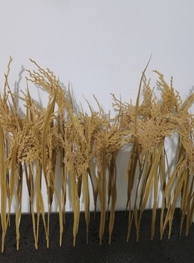 微景观稻田30CM仿真稻草稻穗穗头  自做稻谷背景墙假麦子模型麦田