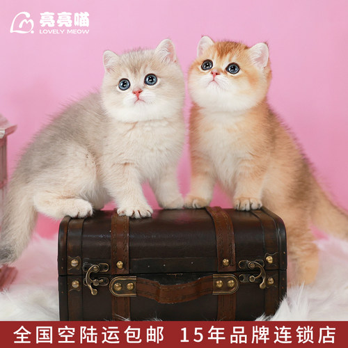 英短纯种金渐层幼猫幼崽血统赛级英国短毛猫蓝金活体宠物猫咪活物 - 图1