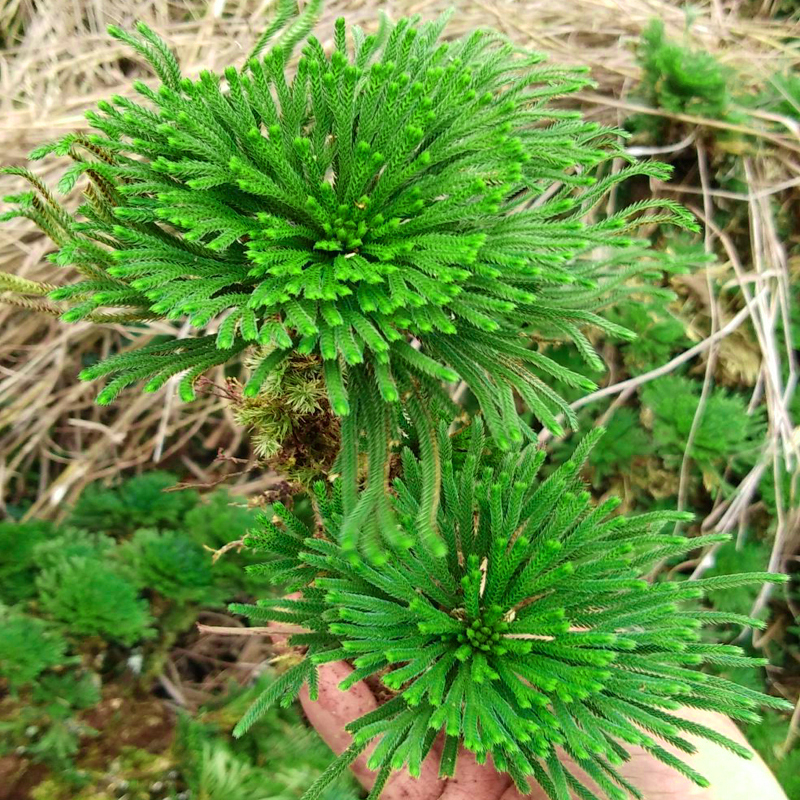 卷柏九死还魂草桌面花卉植物微型盆景盆栽假山组合吸水石菖蒲兰花 - 图0