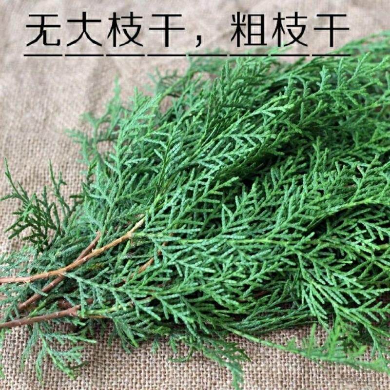 秦岭野生新鲜侧柏叶5斤扁柏叶黑发生发乌发养发防脱洗发增发水_虎窝淘
