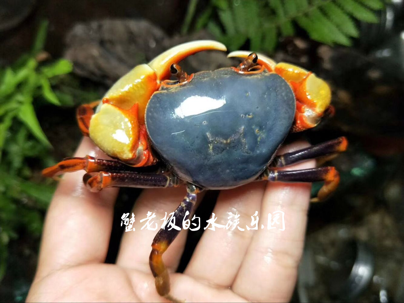 宠物蟹活体南海溪蟹蓝尖肢热卖寄居蟹水族观赏蟹淡水蝴蝶蟹勾手蟹-图3