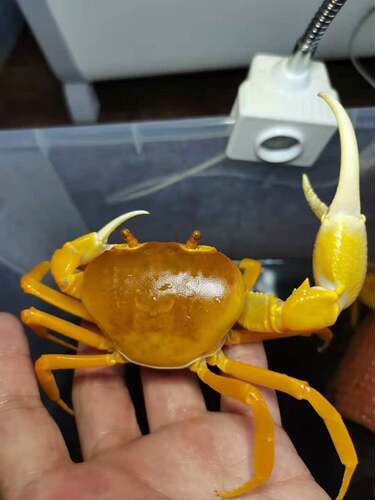 勾手蟹观赏蟹南海溪蟹寄居蟹淡水紫地蟹印支蟹蓝尖肢豹点蟹蝴蝶蟹 - 图3