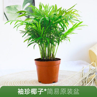 壁挂式挂墙鱼缸墙壁水族箱花瓶圆形球形亚克力有机玻璃墙上养斗鱼 - 图3