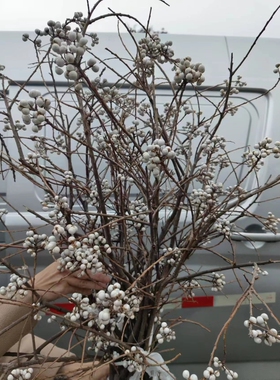 小白果乌桕果花束装饰品家居干花干树枝花瓶插花摆件diy手工