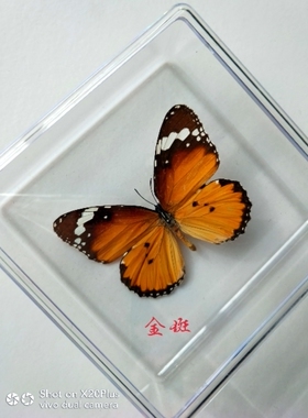 蝴蝶标本工艺品家装科普展览送礼