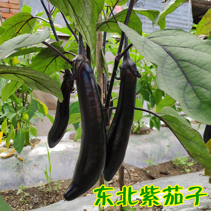 东北干茄子片500g农家自晒新货茄子干黄瓜干土豆干豆角干萝卜干-图0