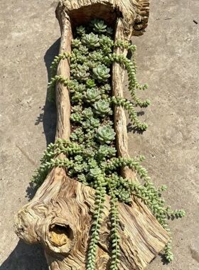 老木槽花盆多肉花盆原生态风化木老木头民俗侘寂风摆件