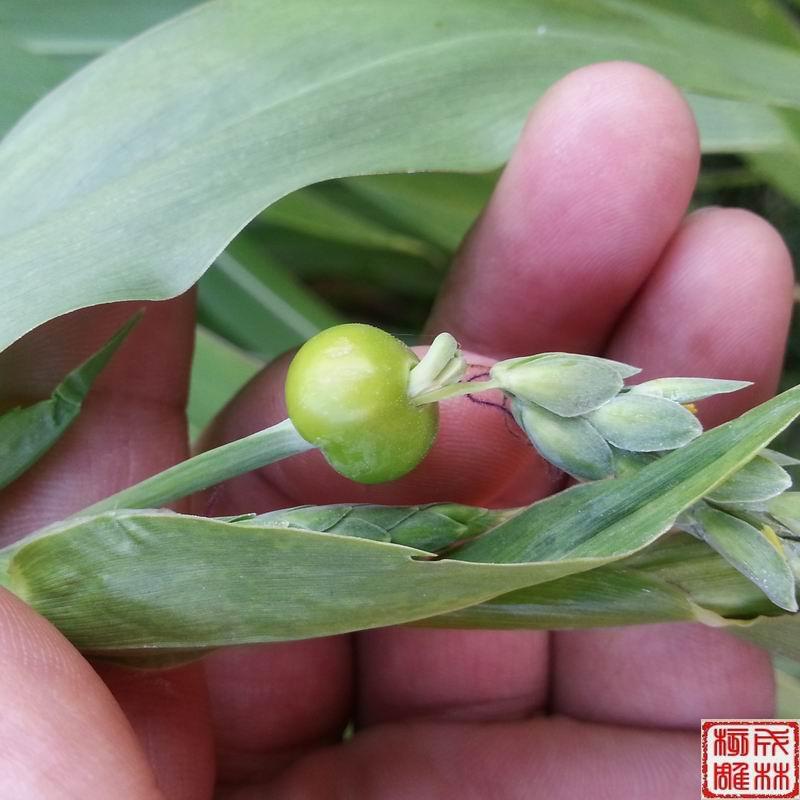 精选矮桩草菩提佛珠原料草珠子男女草菩提佛珠草菩提大小紫金钵-图3