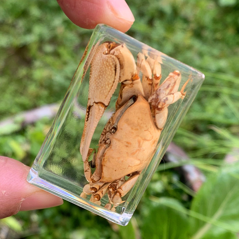 真实昆虫标本真虫树脂摆件教学玩具琥珀蝴蝶蝎子蜈蚣甲虫蜘蛛动物 - 图0