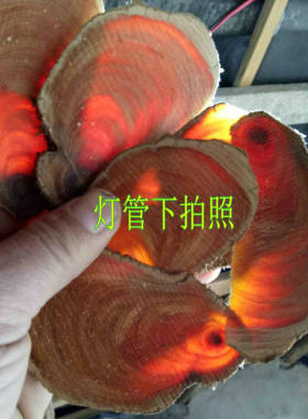 太行崖柏毛料摆件diy包邮