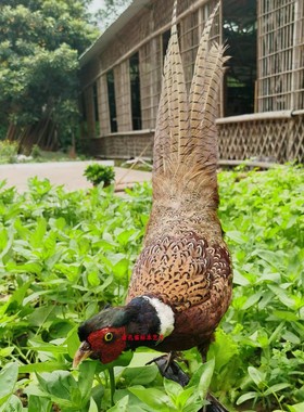 专业大师标本园林工艺品