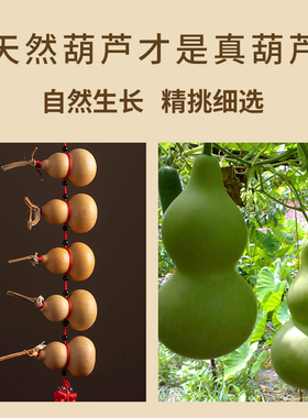 纯天然小葫芦7个挂件一根藤上七个葫芦镇宅摆件装饰文玩门口挂饰