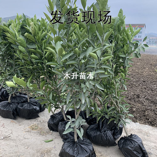涌泉蜜桔苗浙江正宗嫁接宫川无核早熟柑橘橘子果树苗庭院带土发货 - 图0