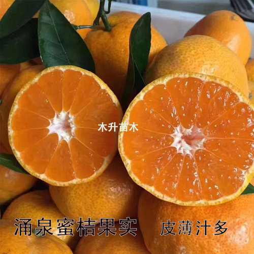 涌泉蜜桔苗浙江正宗嫁接宫川无核早熟柑橘橘子果树苗庭院带土发货 - 图2