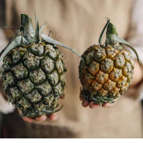 中山特产神湾菠萝净重3斤/箱新鲜水果产地直发香甜多汁品质保证 - 图1
