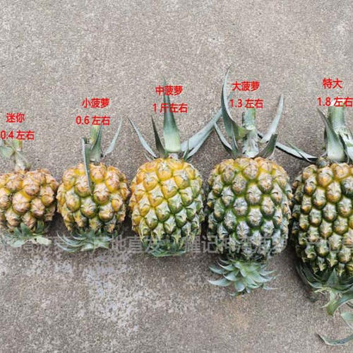 中山特产神湾菠萝净重3斤/箱新鲜水果产地直发香甜多汁品质保证 - 图2