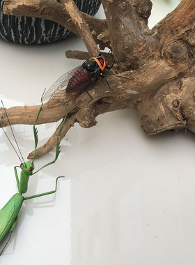 仿真泥塑昆虫模型蛐蛐蝈蝈书房