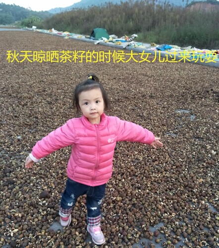 江西农家自榨山茶油纯正土茶油月子油油茶籽油木子油山茶籽食用油 - 图2