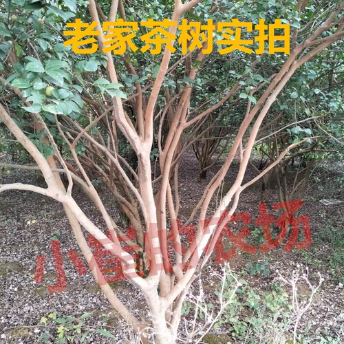 江西农家自榨山茶油纯正土茶油月子油油茶籽油木子油山茶籽食用油 - 图0