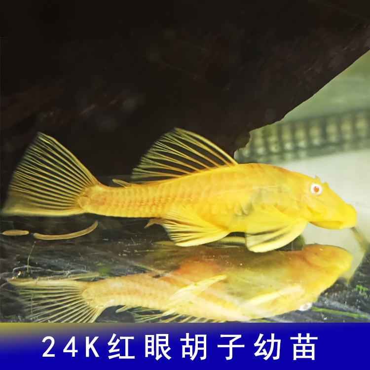 康馨水族自养清道夫蓝眼红眼胡子幼苗24K胡子鱼苗观赏鱼鱼缸清理-图0