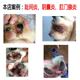 Silver Penal Gel Gel Dog Cat injury Dog Satis Fascinitis Annectitis Valic Cortex Burning Dog Bate Bate Bate